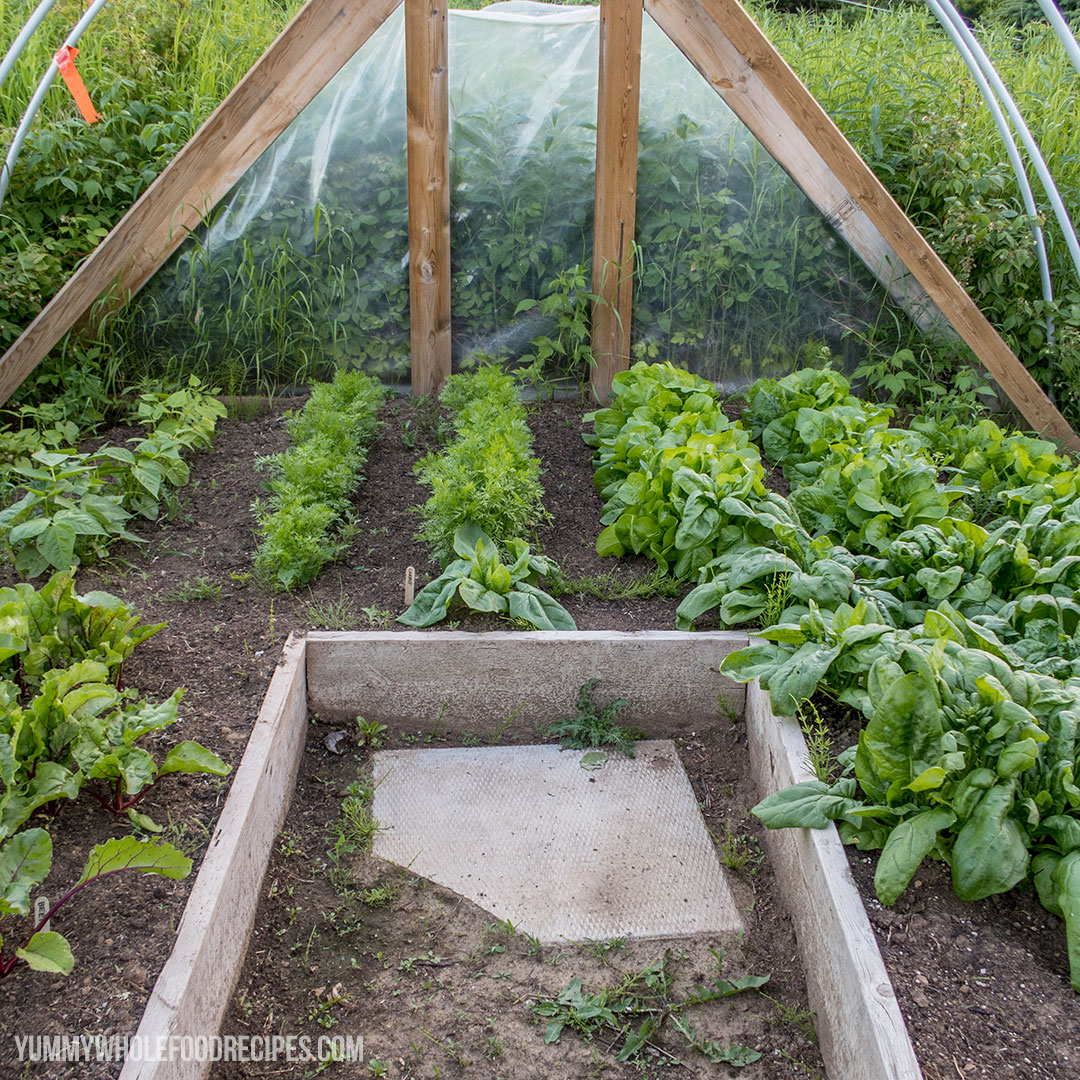 Grow a garden to help save money on groceries